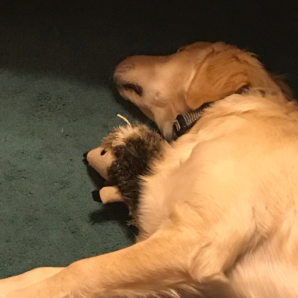 Meet your Posher, Tanya - Picture 1 of 1